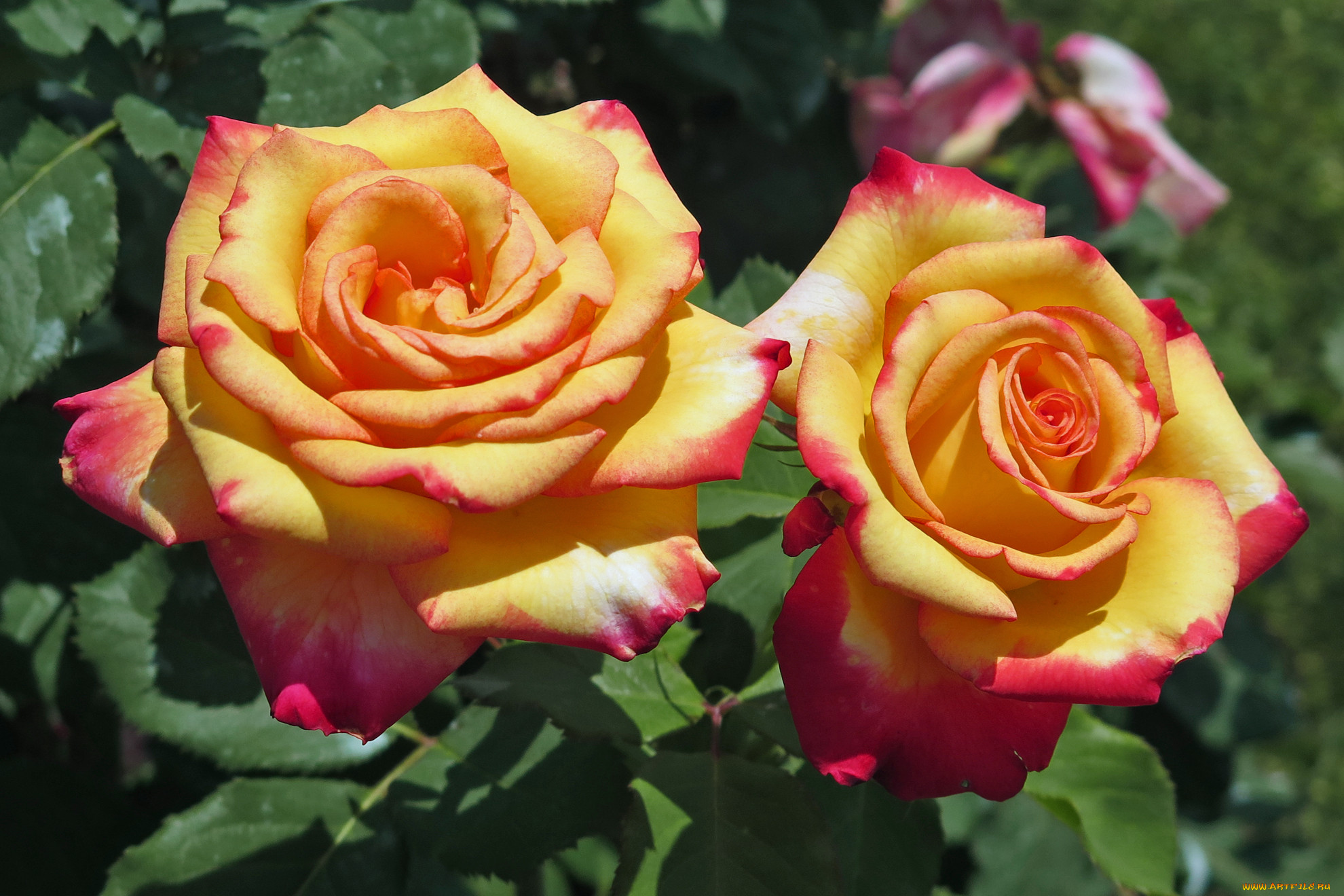 , , , , , , rose, , bud, petals, leaves, blossoms